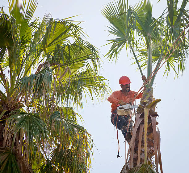 Best Dead Tree Removal  in Rockport, TX